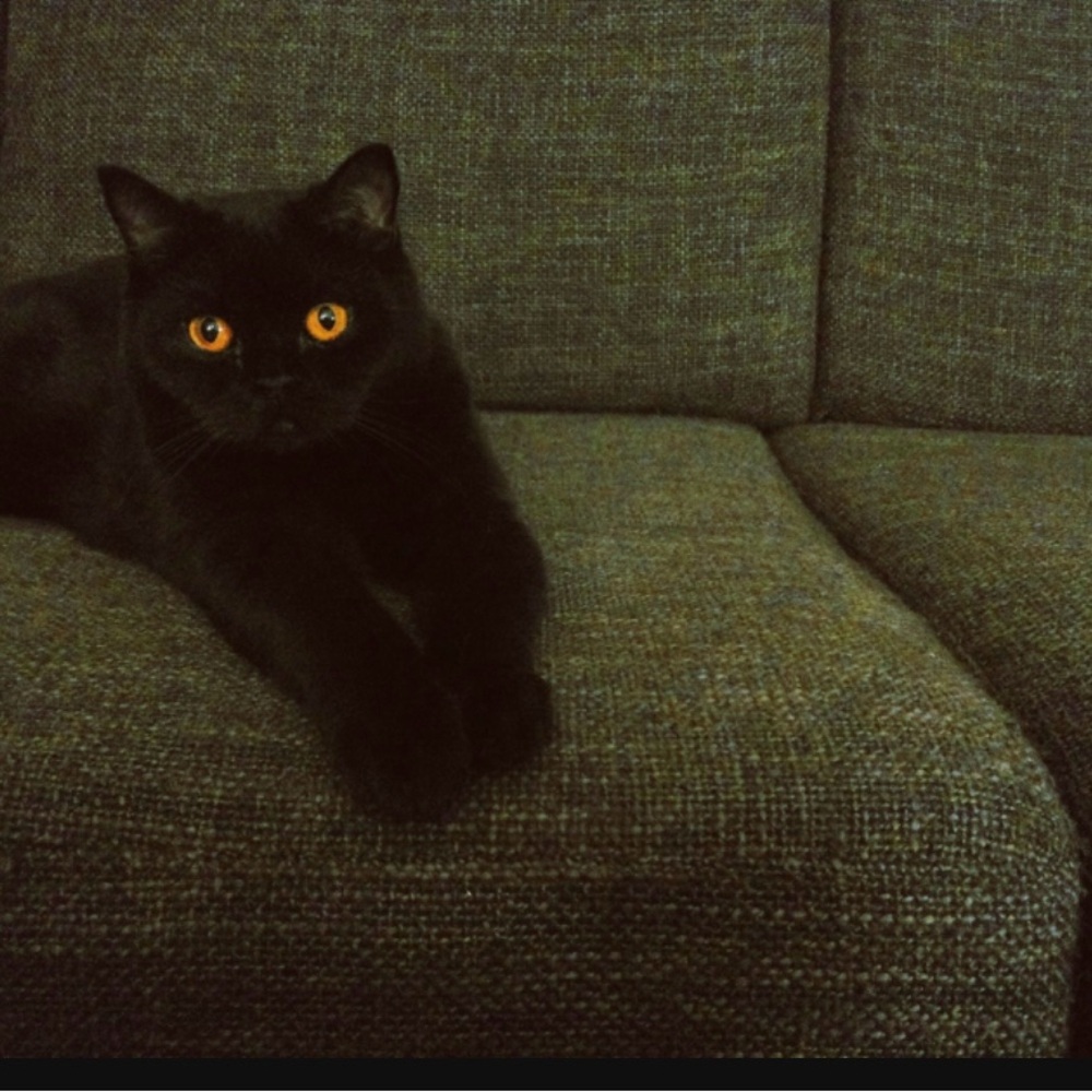 Meet your Posher, noella